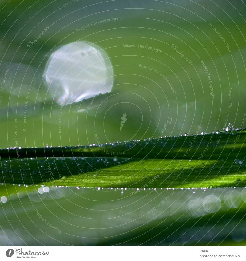 Sonnenaufgang Natur Pflanze Wassertropfen Sonnenlicht Frühling Sommer Schönes Wetter Gras Blatt Linie Tropfen glänzend leuchten träumen Wachstum ästhetisch