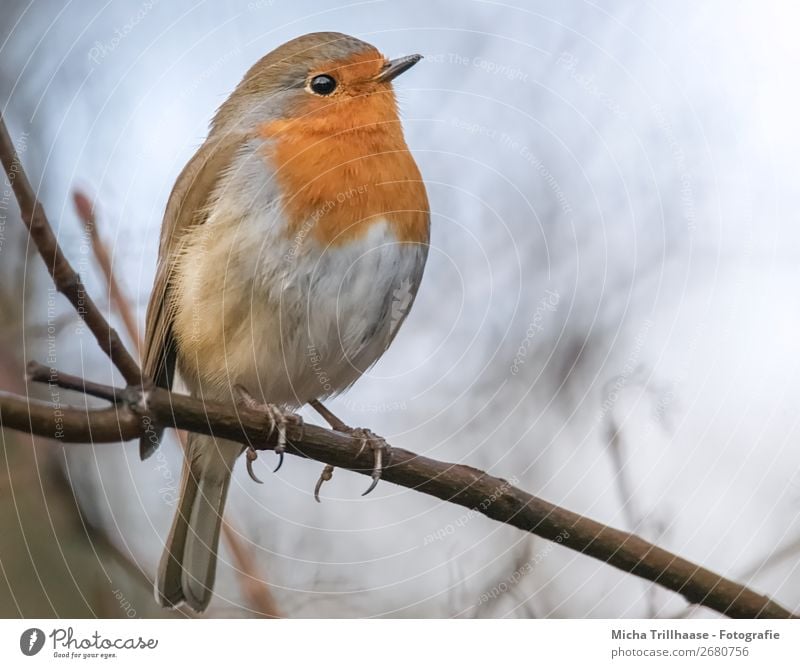 Rotkehlchen Portrait Natur Tier Himmel Sonnenlicht Schönes Wetter Baum Wildtier Vogel Tiergesicht Flügel Krallen Auge Schnabel Feder 1 beobachten leuchten Blick