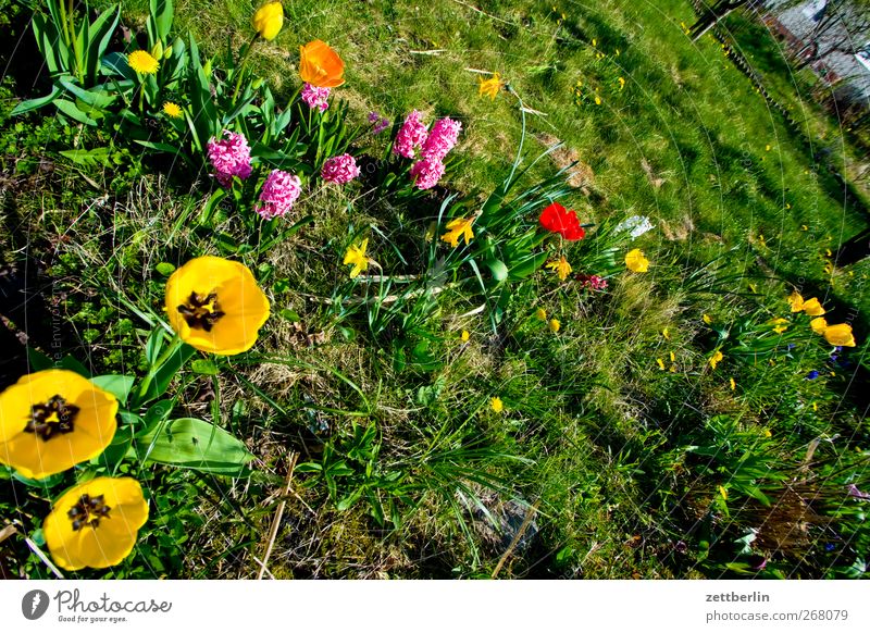 Blumengroup Lifestyle Freizeit & Hobby Ferien & Urlaub & Reisen Ausflug Garten Umwelt Natur Landschaft Pflanze Erde Frühling Sommer Klima Klimawandel Wetter