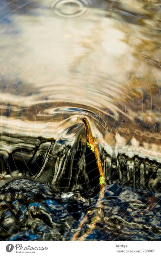 Wasserwege Bach authentisch Flüssigkeit natürlich Sauberkeit schön weich Leben Reinheit Bewegung Natur rein Umweltschutz Wasseroberfläche Stromschnellen Ast