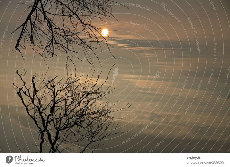 Wasserspiegel Natur Sonne Sonnenaufgang Sonnenuntergang Pflanze Baum Zweige und Äste See leuchten träumen Traurigkeit dunkel trist braun Gefühle Stimmung