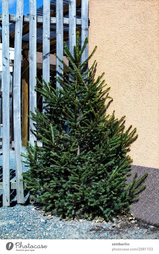 Weihnachtsbaum Tanne Fichte Nadelbaum Weihnachten & Advent Vorbereitung Feste & Feiern Dekoration & Verzierung Religion & Glaube Tradition stehen Ecke Zaun Haus