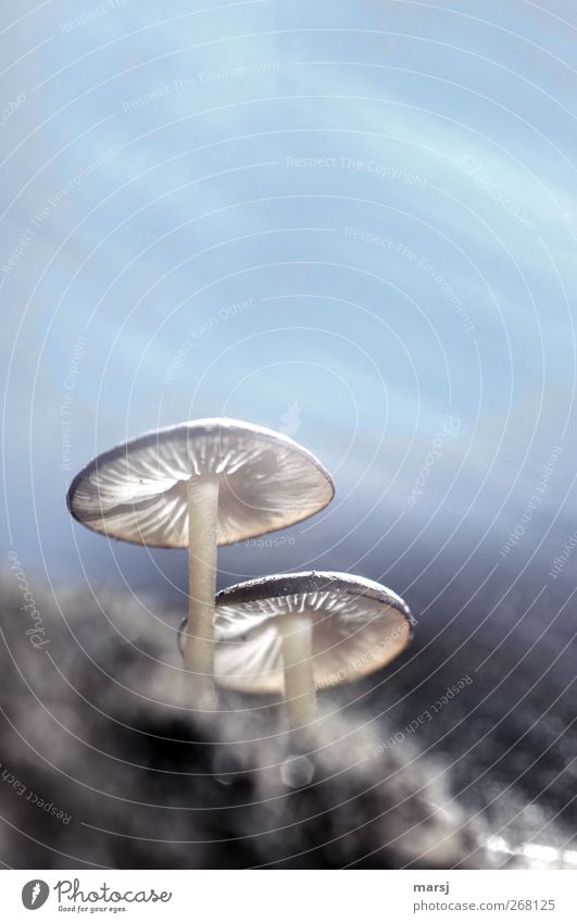 Meine Ersten in diesem Jahr Natur Pflanze Erde Himmel Wolken Frühling Sommer Herbst Schönes Wetter Pilz Pilzhut Wachstum elegant blau braun Farbfoto