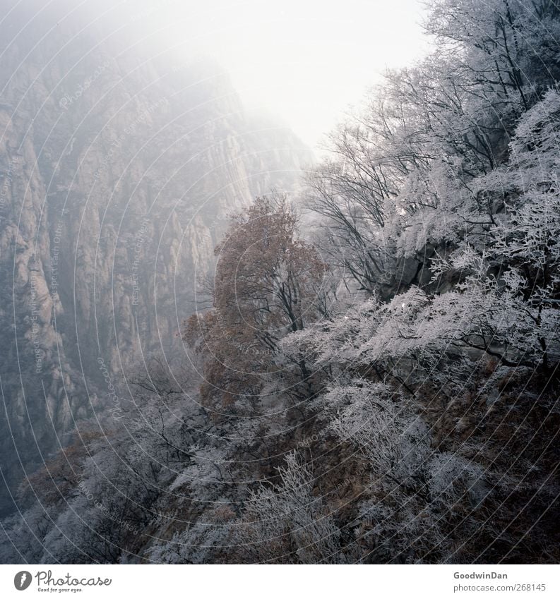 Into the wilderness. Umwelt Natur Landschaft Himmel Winter Wetter Pflanze Baum Nutzpflanze Park Wald Hügel Berge u. Gebirge authentisch groß Unendlichkeit kalt