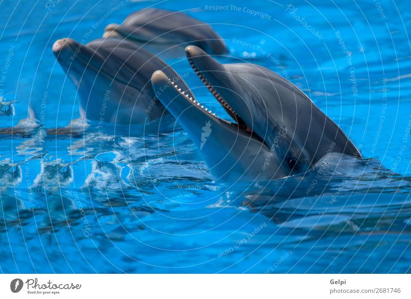 Lustige Delfine im Pool während einer Show in einem Zoo Freude Glück Gesicht Leben Schwimmbad Spielen Sommer Meer tauchen Natur Tier Park Aquarium Lächeln