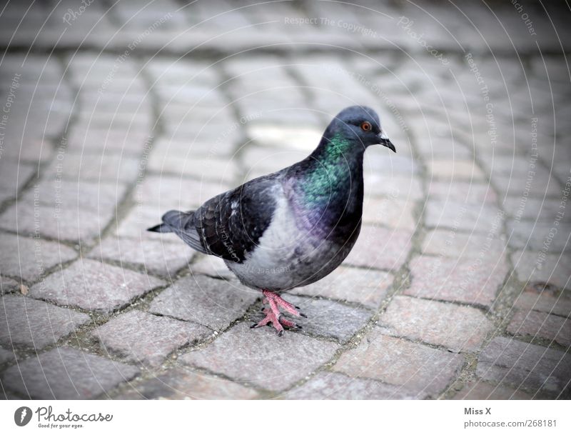 Portrait Tier Vogel Taube 1 grau Kopfsteinpflaster Farbfoto Gedeckte Farben Außenaufnahme Nahaufnahme Menschenleer Schwache Tiefenschärfe Tierporträt Profil