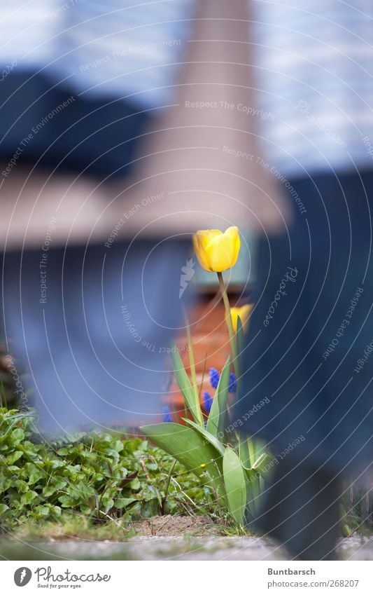 davor oder dahinter Garten Frühling Pflanze Blume Tulpe Blatt Blüte Frühblüher Frühlingsblume Frühlingsblumenbeet Beet Gartenpflanzen Tulpenblüte Bekleidung