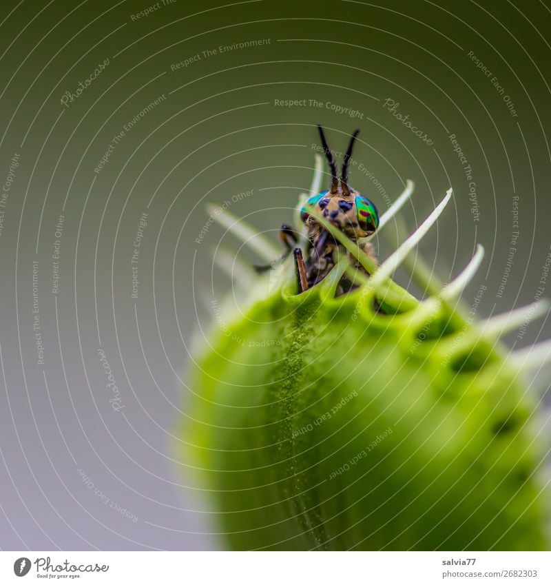 ein letzter Blick Natur Pflanze Blatt exotisch Venusfliegenfalle Stachel Tier Fliege Facettenauge Insekt stechend 1 außergewöhnlich bedrohlich Erfolg listig