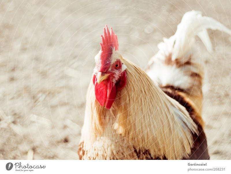 Chef Tier Nutztier Vogel Tiergesicht 1 Stolz Hahn Hahnenkamm Feder Schnabel Hühnervögel Landleben Freilandhaltung Farbfoto Textfreiraum links Licht Sonnenlicht