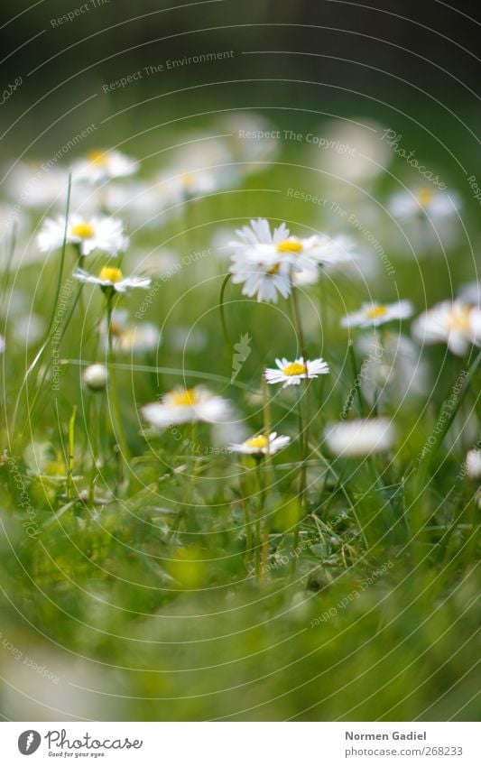 Gänseblümchen Nr. 2 Garten Natur Pflanze Frühling Sommer Gras Wiese träumen entspannung Gartenarbeit Rasen gelb grün weiß unscharf Farbfoto Außenaufnahme