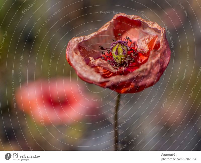 Verblühende Mohnblüte - Papaver rhoeas Umwelt Natur Landschaft Pflanze Tier Erde Frühling Sommer Schönes Wetter Blume Wildpflanze Klatschmohn Dortmund