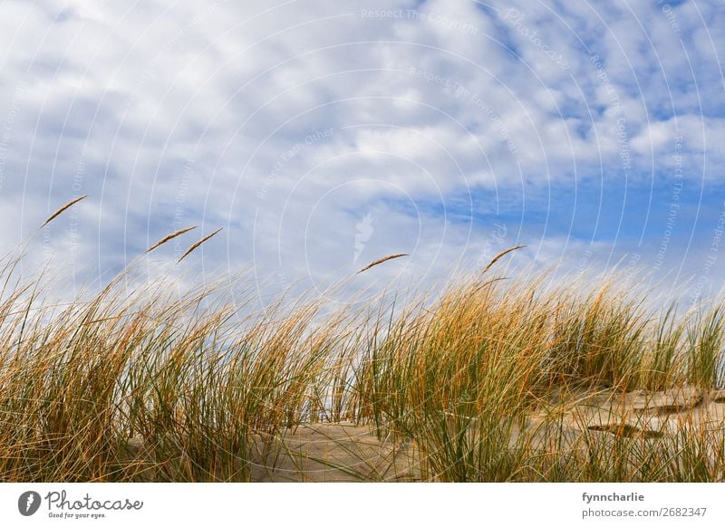 Dünenzauber Umwelt Natur Landschaft Pflanze Sand Luft Himmel Wolken Sonne Herbst Klima Wetter Schönes Wetter Gras Sträucher Küste Strand Bucht Nordsee Insel