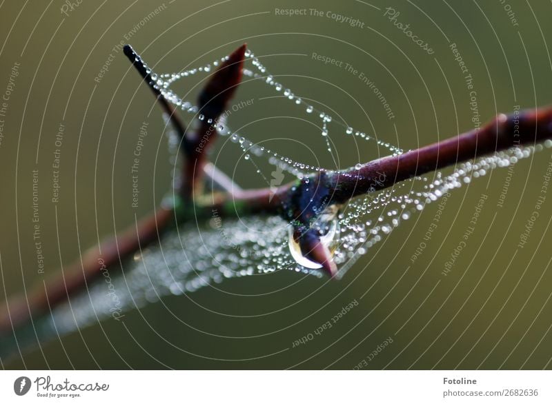 Getropfe Umwelt Natur Pflanze Urelemente Wasser Wassertropfen Herbst Wildpflanze Flüssigkeit nah nass natürlich schön braun grün Ast Spinnennetz Spinngewebe Tau