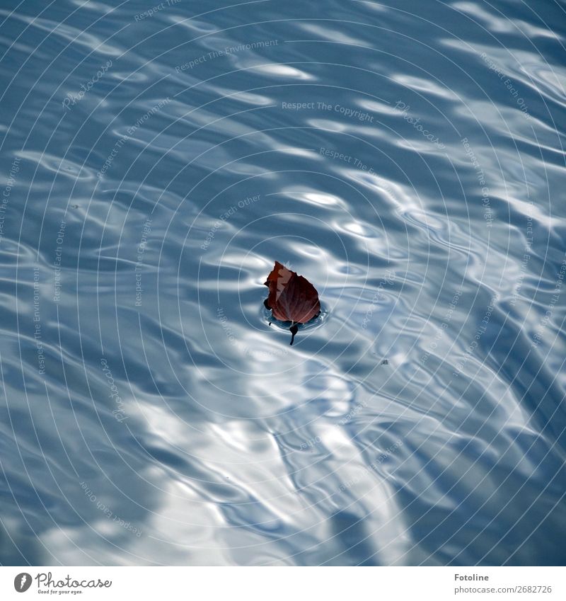 Schiffchen Umwelt Natur Urelemente Wasser Herbst Blatt Wellen Küste Seeufer Teich nass natürlich blau braun Im Wasser treiben Buchenblatt Farbfoto