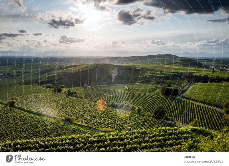 Kaiserstuhl Ferien & Urlaub & Reisen Tourismus Ausflug Sommer wandern Natur Landschaft Himmel Sonnenaufgang Sonnenuntergang Schönes Wetter Pflanze Weinranken