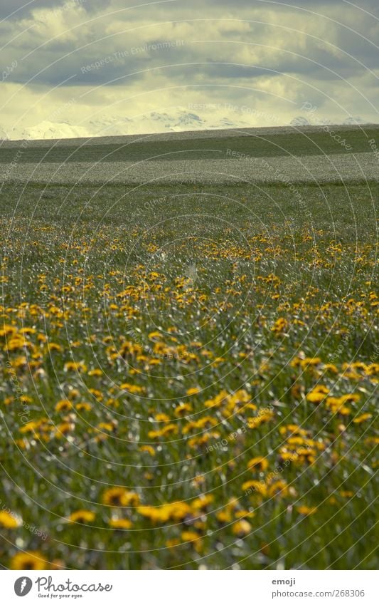 April Landschaft Himmel Wolken Gewitterwolken Frühling Klima Klimawandel Wetter schlechtes Wetter Sturm Wiese Feld dunkel gelb Ringelblume Farbfoto