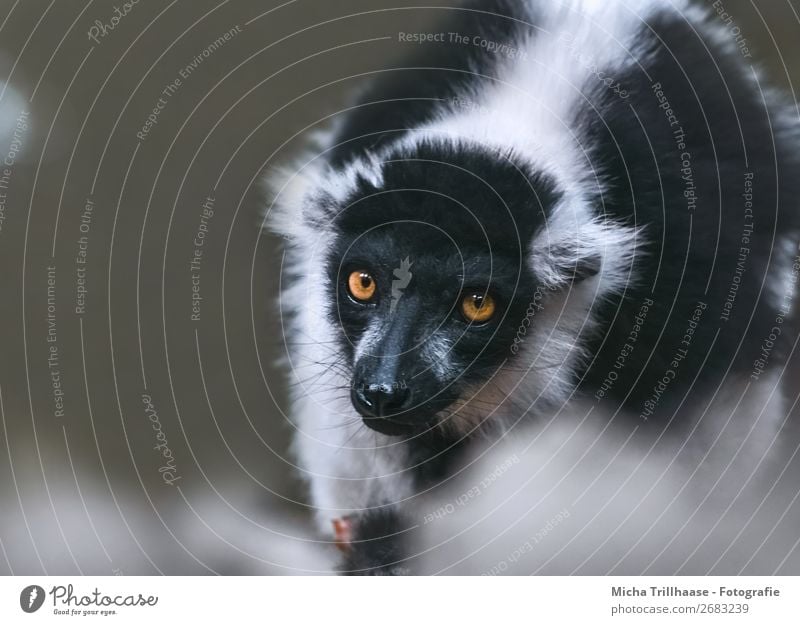 Im Blick Natur Tier Sonnenlicht Schönes Wetter Wildtier Tiergesicht Fell Vari Halbaffen Affen Auge 1 beobachten glänzend leuchten exotisch nah natürlich Neugier