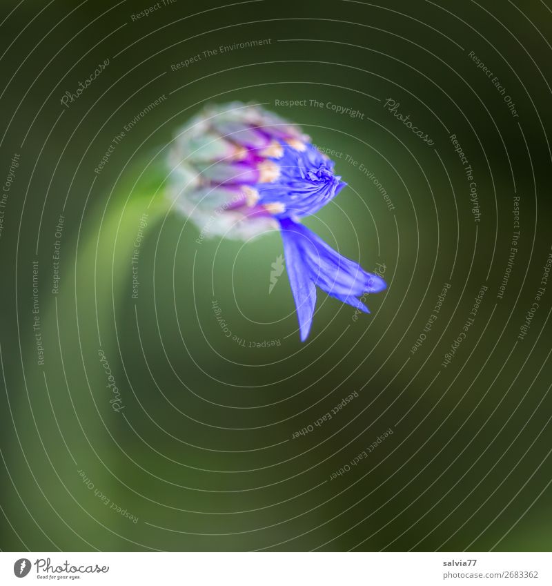 erst eins, dann zwei... Umwelt Natur Pflanze Sommer Blume Blüte Blütenknospen Kornblume Garten Blühend blau grün Beginn ästhetisch Farbfoto Außenaufnahme