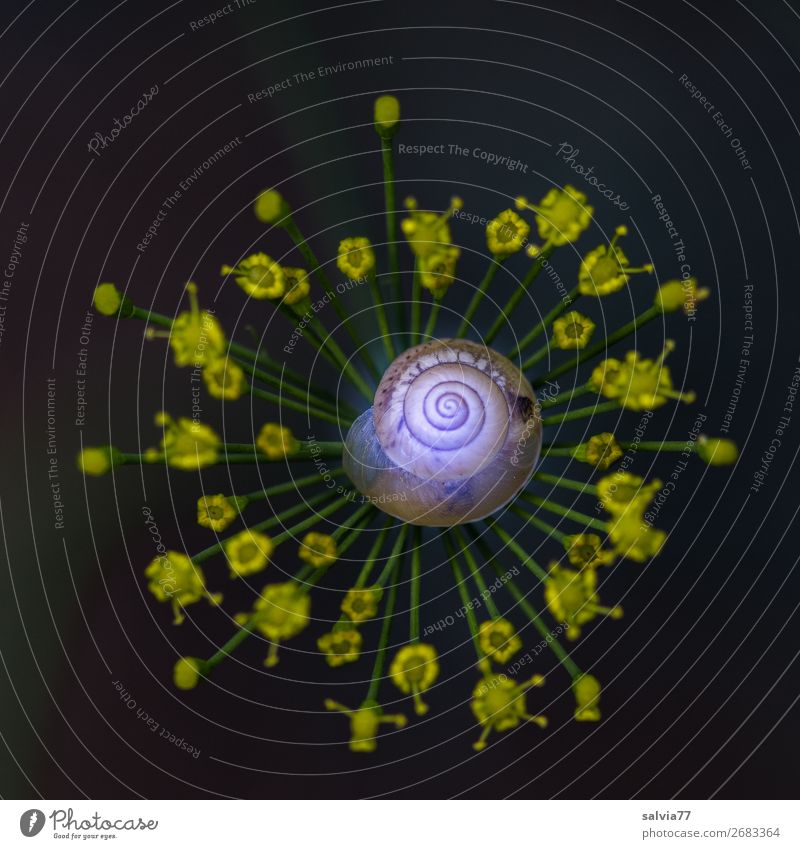 kleines Schneckenhaus liegt auf Dillblüte vor schwarzem Hintergrund Natur Pflanze Blüte Dillblüten Doldenblüte Garten Blühend Duft ästhetisch oben Schutz