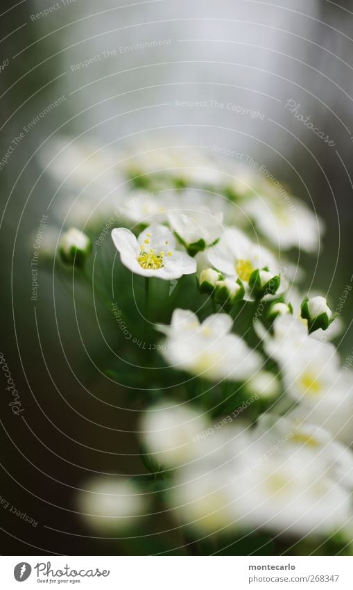 Er kommt.......der Frühling Umwelt Natur Pflanze schlechtes Wetter Wind Blume Blatt Blüte Grünpflanze Wildpflanze Park Duft dünn authentisch einfach elegant