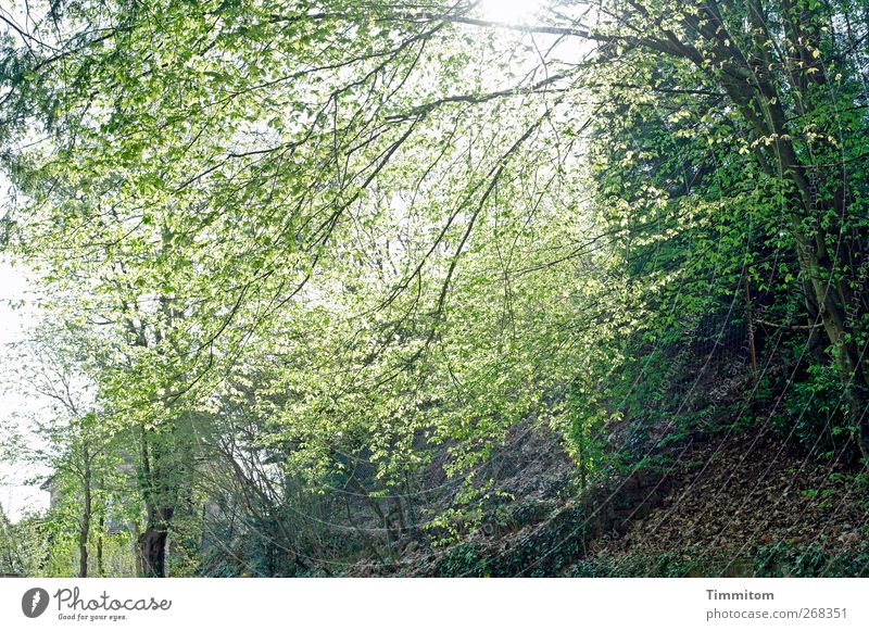 Komm gut in den Mai! Umwelt Pflanze Frühling Schönes Wetter Baum Sträucher Heidelberg Haus Freundlichkeit grün Zufriedenheit Lebensfreude Frühlingsgefühle