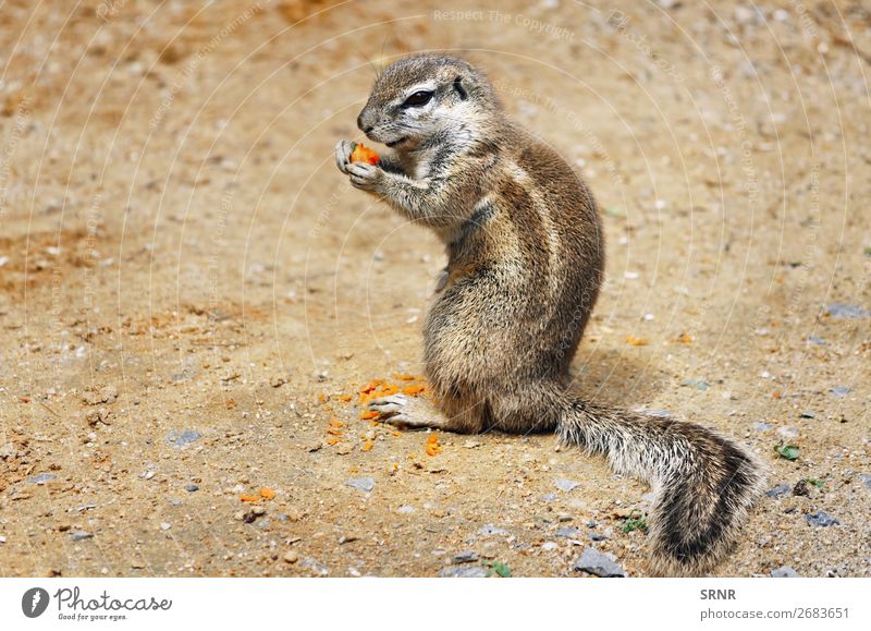 Erdhörnchen Essen Zoo Natur Tier Streifen sitzen wild Tiere Streifenhörnchen Fauna Boden Säugetier Nagetiere spermophil Suslik Leitwerke Wirbeltier Tierwelt