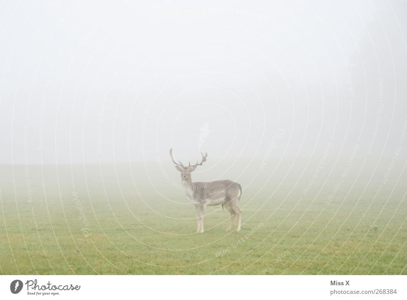 im Nichts Natur Tier schlechtes Wetter Nebel Gras Wildtier 1 Schüchternheit Hirsche Reh Farbfoto Gedeckte Farben Außenaufnahme Menschenleer Textfreiraum links