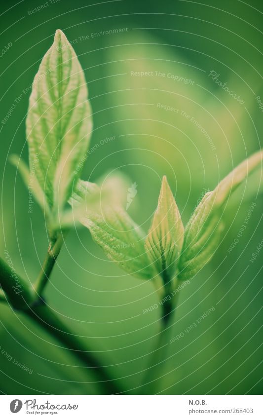 Zusammen Wachsen Umwelt Natur Pflanze Frühling Schönes Wetter Sträucher Blatt Garten Park alt Wachstum frisch grün Frühlingsgefühle Kraft Partnerschaft