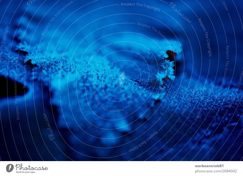 Unscharfes abstraktes gefrorenes blaues Blatt im Winter Unschärfe Eis Temperatur kalt Ast Natur Hintergrundbild Strukturen & Formen Vor dunklem Hintergrund
