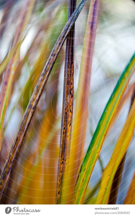 Bunte Pflanzenteile Menschenleer Natur abstrakt Ast Blatt Baum Wachstum gelb grün frisch