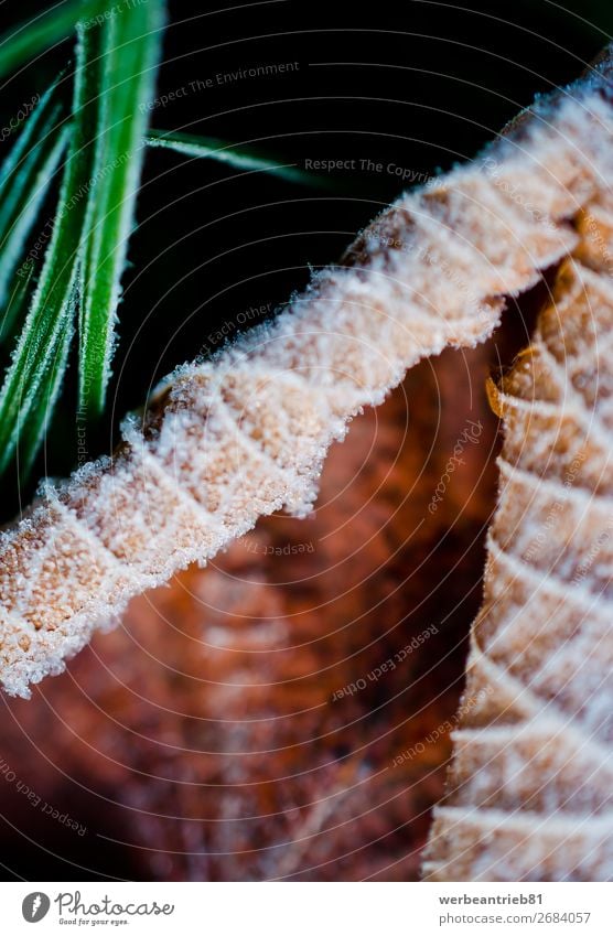 Gefrorenes Gras und Blattszene Hintergrund Wald Winter natürlich Natur schön Temperatur kalt gefroren ruhig staunen Szene Naturschutzgebiet Nationalpark