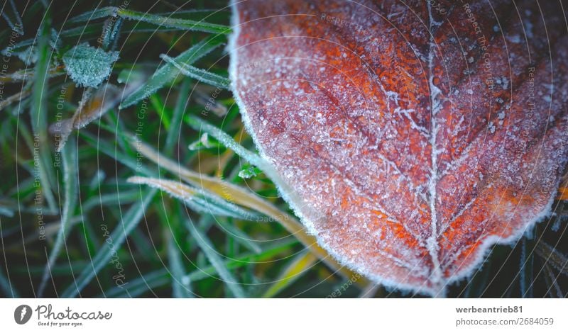 Gefrorenes Blatt und Gras im Winter Nahaufnahme-Szene Wald natürlich Natur schön Temperatur kalt gefroren ruhig staunen Naturschutzgebiet Nationalpark