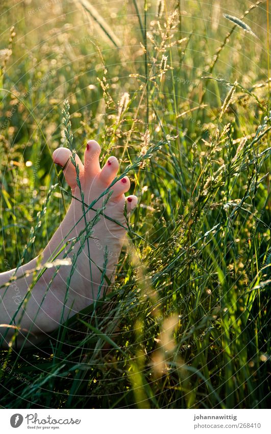 fußspitzengefühl zwei. Freude Mädchen Junge Frau Jugendliche Fuß 1 Mensch 18-30 Jahre Erwachsene Natur Sonnenaufgang Sonnenuntergang Sommer Schönes Wetter Wiese