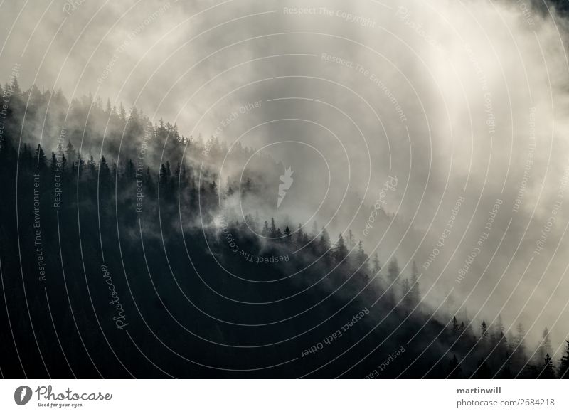 Nebel aus dem Wald Natur Landschaft Herbst schlechtes Wetter Alpen Nebelbank Farbfoto Außenaufnahme Morgendämmerung