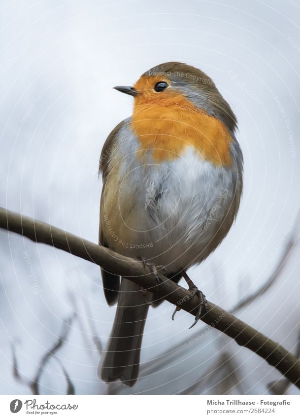 Rotkehlchen auf einem Zweig Natur Tier Himmel Sonnenlicht Schönes Wetter Baum Ast Wildtier Vogel Tiergesicht Flügel Krallen Feder Schnabel 1 beobachten leuchten