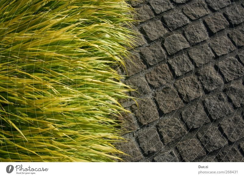 randbegrünt Natur Pflanze Gras Grünpflanze Wege & Pfade Stein Pflastersteine üppig (Wuchs) Gegenteil Farbfoto Außenaufnahme Detailaufnahme Menschenleer