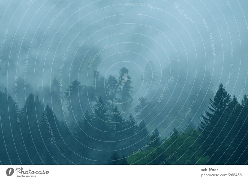 Im schwarzen Wald Umwelt Natur Landschaft Pflanze Klima schlechtes Wetter Nebel Regen Baum dunkel Nebelbank Nebelschleier Nebelwald Nebelstimmung Tanne Laubbaum