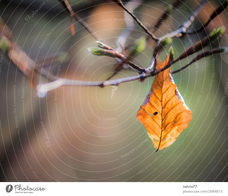 Kreislauf der Natur Umwelt Pflanze Frühling Baum Sträucher Blatt Zweige u. Äste Blattknospe Park Wald leuchten Wachstum alt frisch natürlich neu Beginn Hoffnung