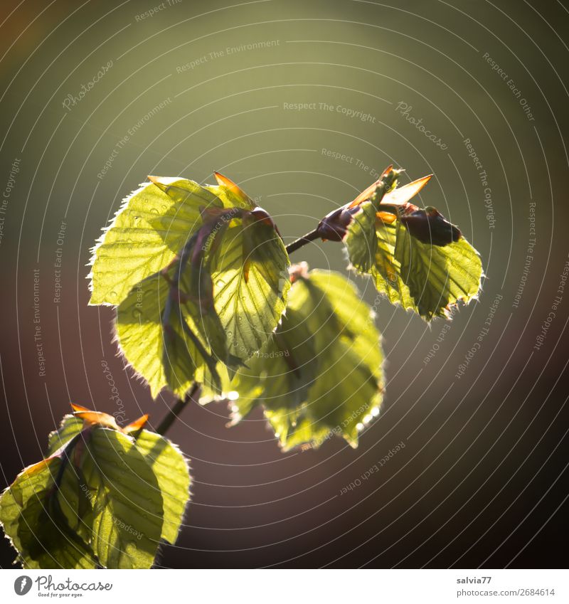 Buchenzweig Umwelt Natur Frühling Baum Sträucher Blatt Zweige u. Äste Buchenblatt Wald frisch weich grün Gegenlicht Farbfoto Außenaufnahme Nahaufnahme