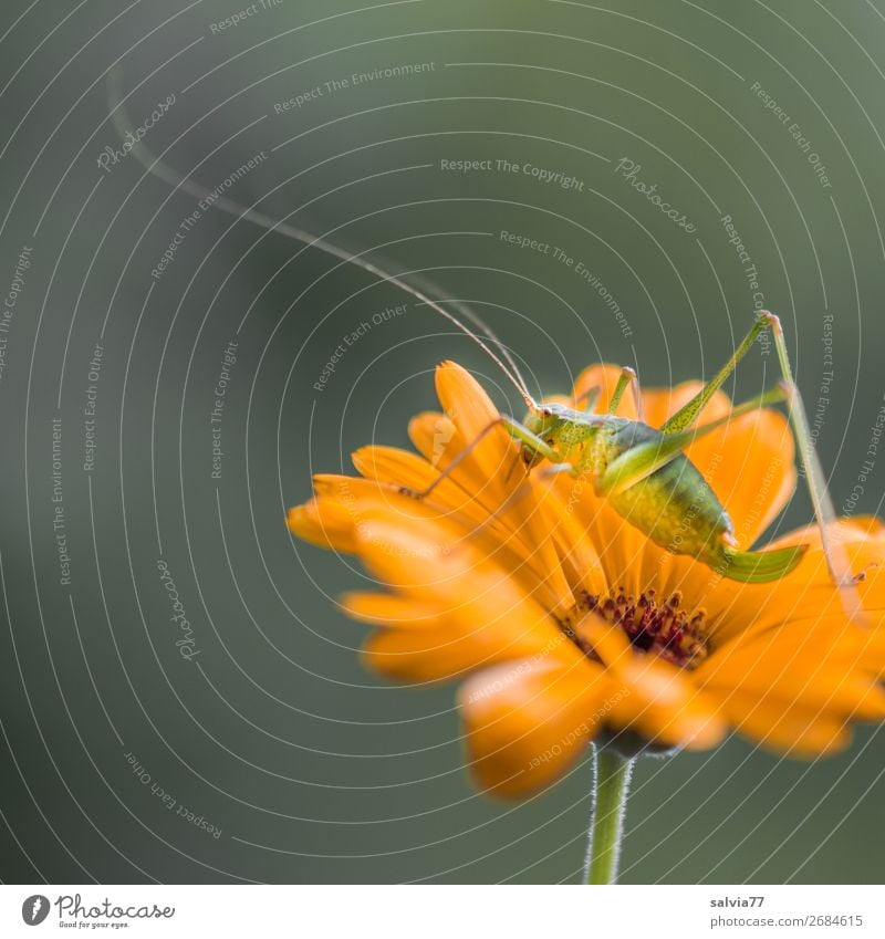 lange Fühler Umwelt Natur Sommer Pflanze Blume Blüte Nutzpflanze Ringelblume Garten Tier Heuschrecke Insekt 1 Blühend Duft entdecken krabbeln Langfühlerschrecke