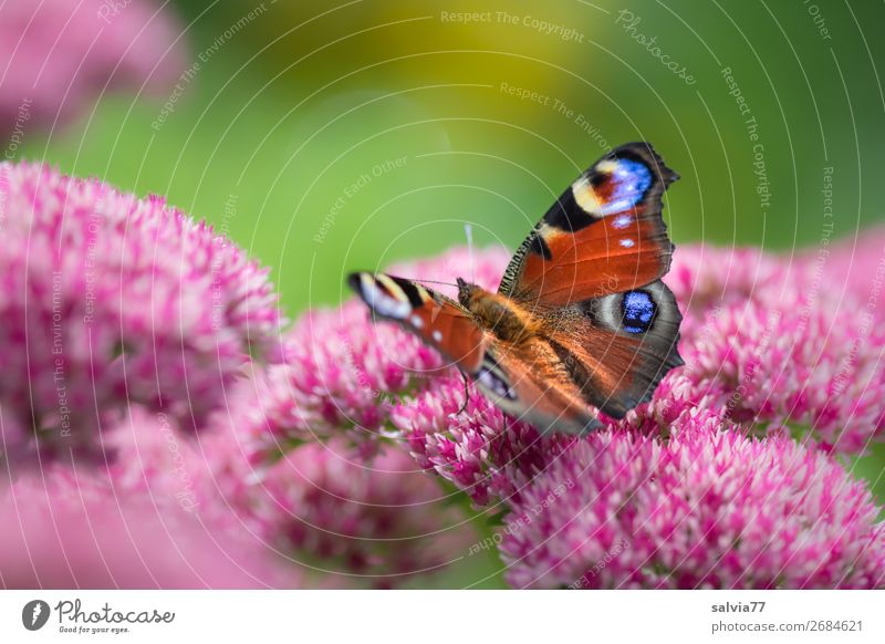 Augen auf Umwelt Natur Sommer Pflanze Blume Blüte Wildpflanze Fetthenne Garten Tier Schmetterling Flügel Tagpfauenauge Insekt 1 Blühend Duft Leichtigkeit