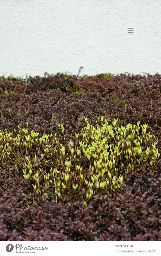 Hecke Garten Umwelt Natur Landschaft Frühling Blüte Grünpflanze Nutzpflanze Wachstum historisch blühen Schrebergarten wallroth Pflanze Farbstoff Berberitze Wand