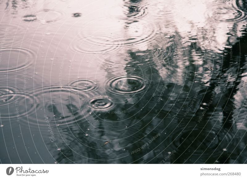 regenkreise Umwelt Natur Urelemente Wasser Wassertropfen Wetter Regen Baum Teich See fallen Zufriedenheit Bewegung Idylle Kreis Treffer Reflexion & Spiegelung