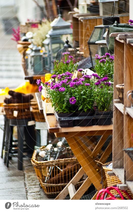 Laden Geschäft Auslage Dekoration, Blumen, Antik & Trödel Wohlgefühl Handarbeit Dekoration & Verzierung Möbel Lampe Garten Kleinstadt Fußgängerzone alt frisch