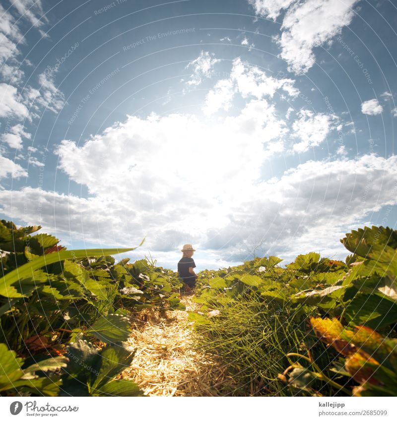 strawberry fields forever Frucht Ernährung Bioprodukte Mensch Junge Körper 1 3-8 Jahre Kind Kindheit Umwelt Natur Landschaft Pflanze Tier Schönes Wetter Blatt