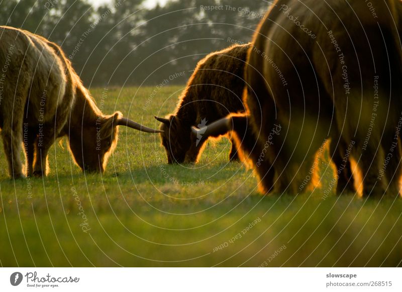 zottelige Kuhherde im Abendlicht Erholung ruhig Landwirtschaft Forstwirtschaft Natur Sonnenaufgang Sonnenuntergang Sonnenlicht Sommer Herbst Schönes Wetter Tier