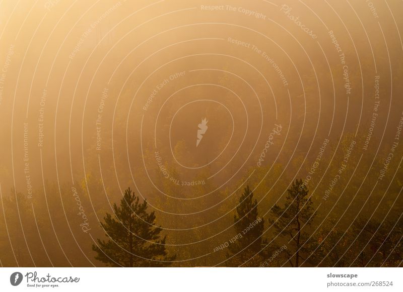 Berglandschaft im Nebel Natur Landschaft Sommer Herbst Wald Hügel ästhetisch Wärme wild weich Stimmung Ferne Dunst aufwachen Farbfoto Gedeckte Farben