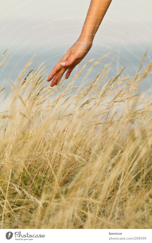 betouched Frau Mensch Hand Grad Celsius Streicheln berühren sanft Natur Sommer Weizen Detailaufnahme Nahaufnahme Finger Wiese Erholung Spaziergang Zufriedenheit