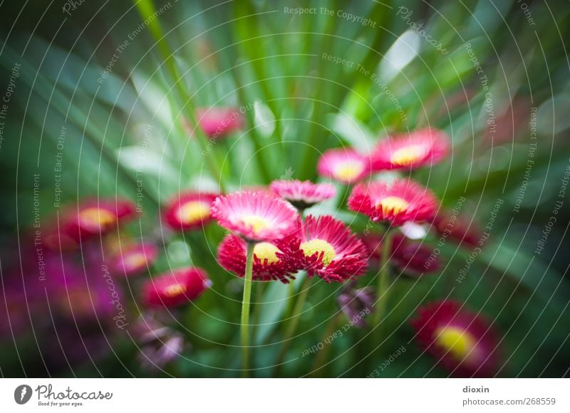 sweet 35 Umwelt Natur Pflanze Frühling Sommer Blume Blüte Garten Park Blühend Wachstum natürlich gelb grün rosa Frühlingsgefühle Farbfoto Außenaufnahme