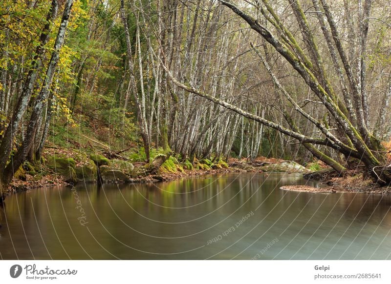 Herbstlandschaft mit einem von Bäumen umgebenen Fluss schön Natur Landschaft Himmel Wolken Baum Moos Blatt Park Wald Teich See Bach hell natürlich wild blau